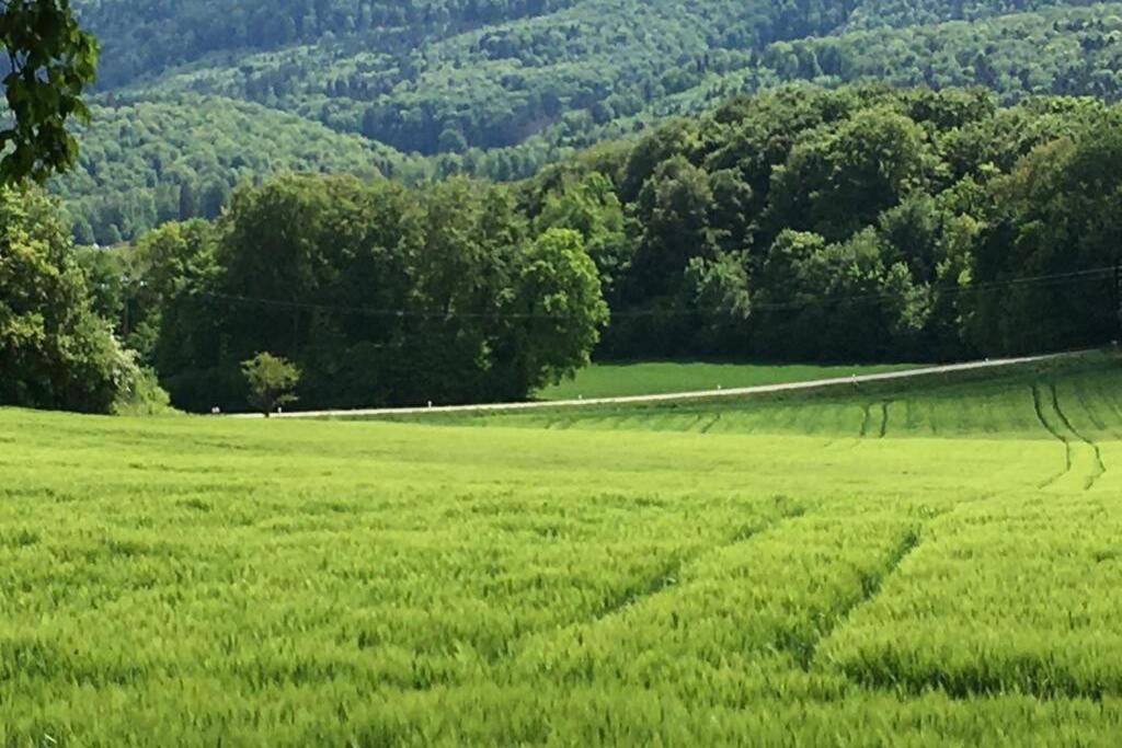 Havre De Paix Dans Le Jura Alsacien Avec Piscine Privee Externe De Mai A Septembre Villa Bendorf Eksteriør bilde